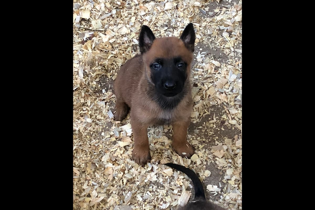 Belgian Malinois Puppies breeder image 19