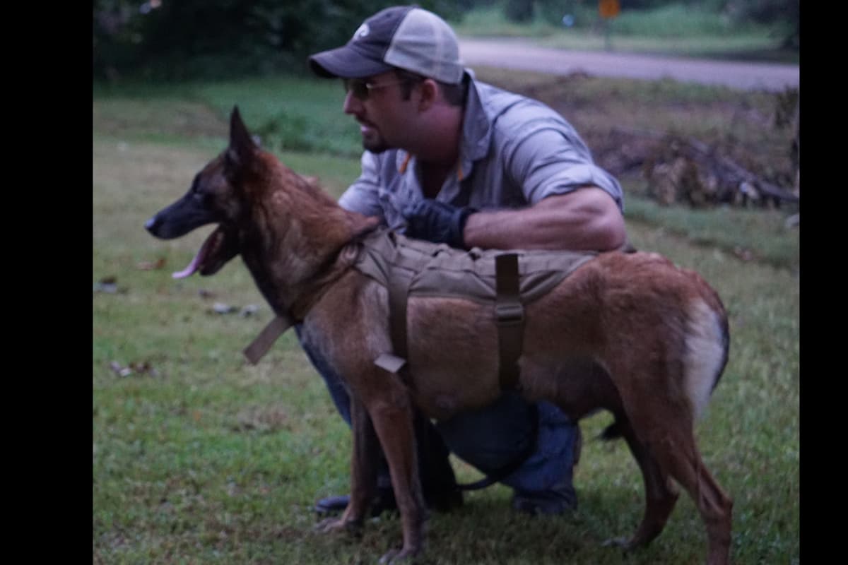 Belgian Malinois Puppies breeder image 20