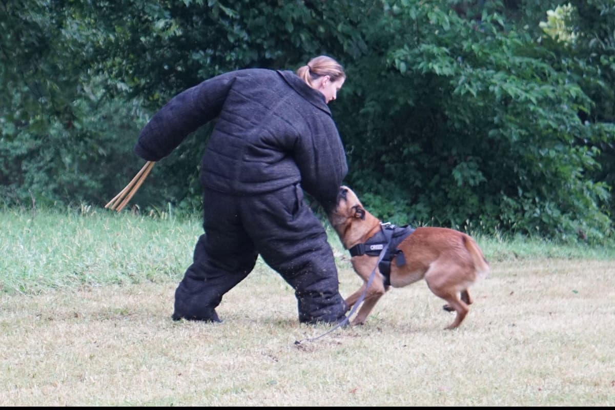 Belgian Malinois Puppies breeder image 21