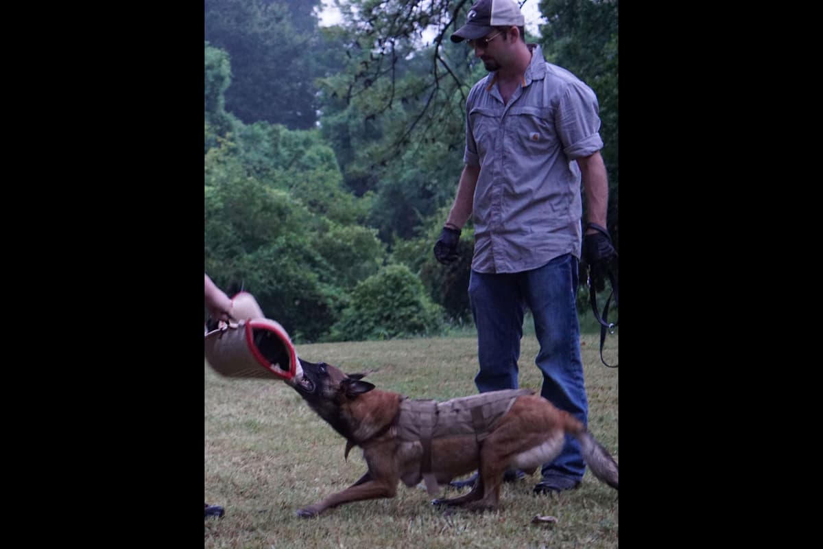 Belgian Malinois Puppies breeder image 23