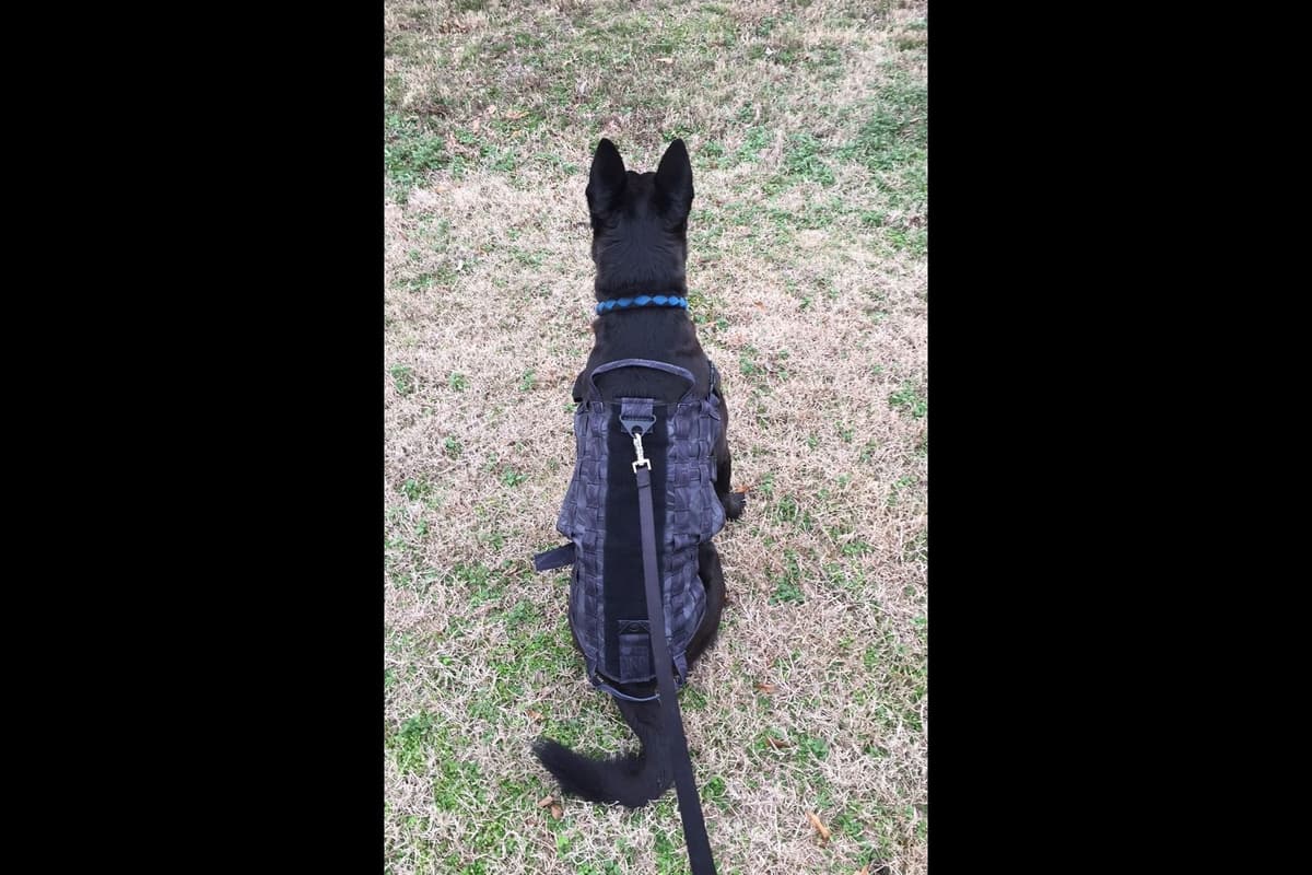 Belgian Malinois Puppies breeder image 25