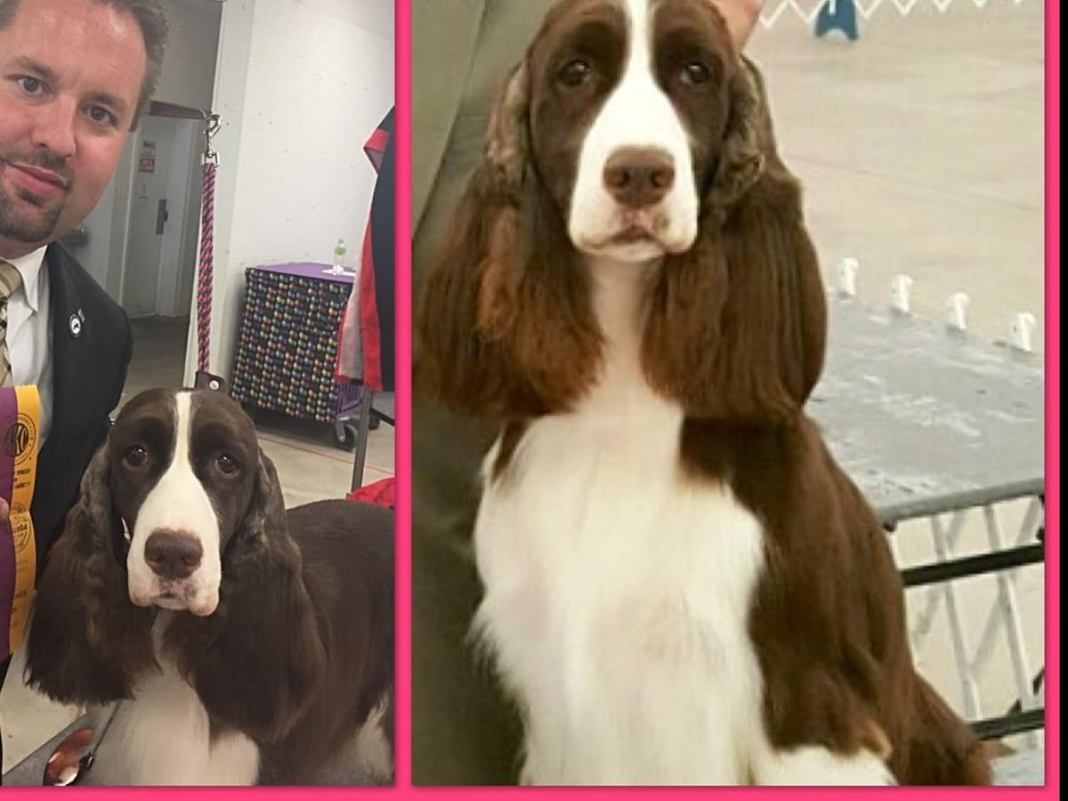 English Springer Spaniel Puppies breeder image 4