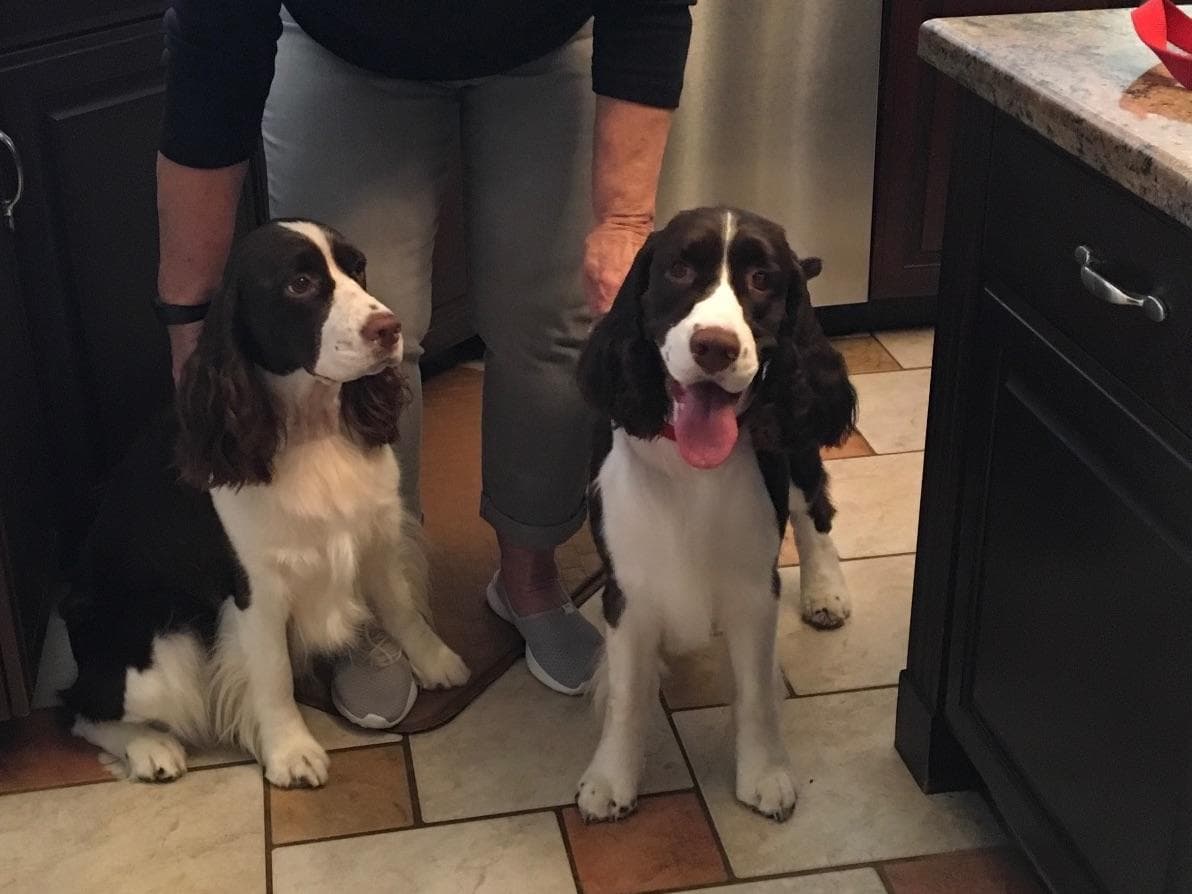 English Springer Spaniel Puppies breeder image 7