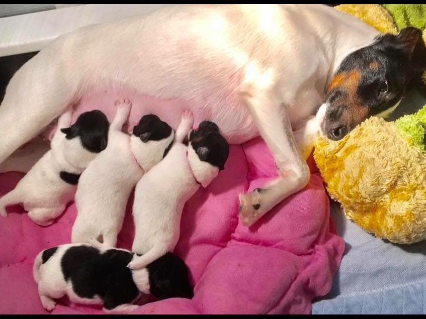 English Springer Spaniel Puppies breeder image 10