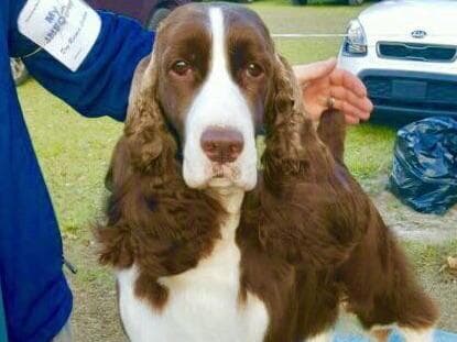 English Springer Spaniel Puppies breeder image 11