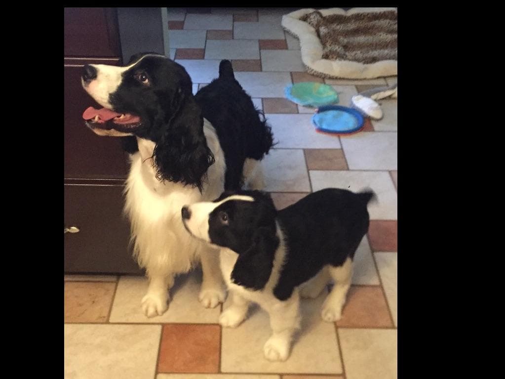 English Springer Spaniel Puppies breeder image 13
