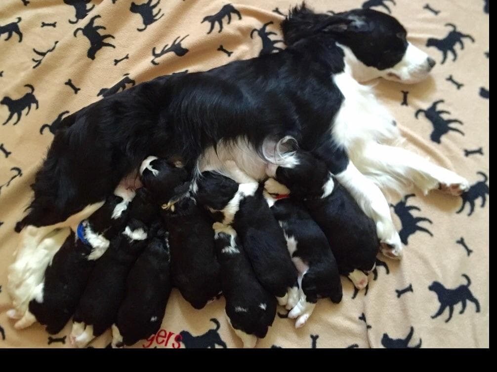 English Springer Spaniel Puppies breeder image 14