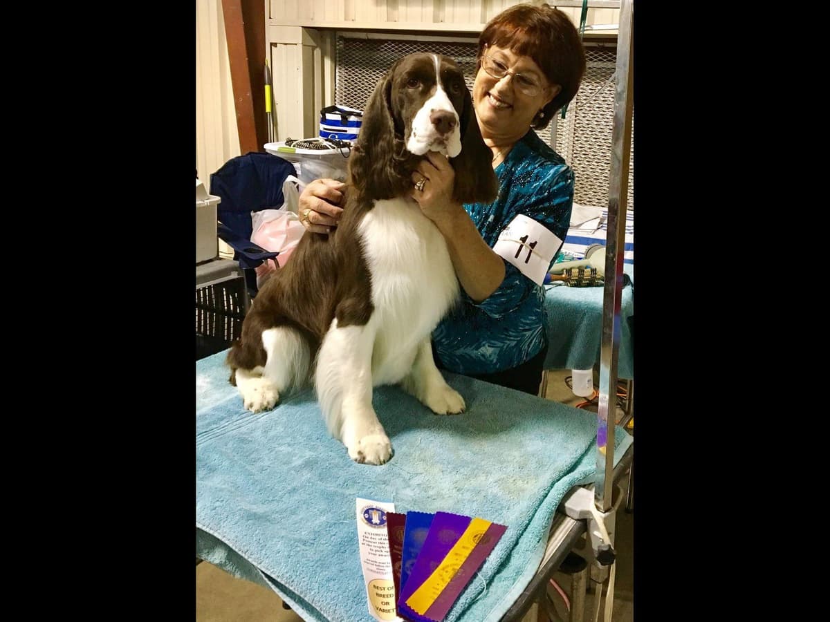 English Springer Spaniel Puppies breeder image 6