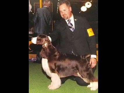 English Springer Spaniel Puppies breeder image 2