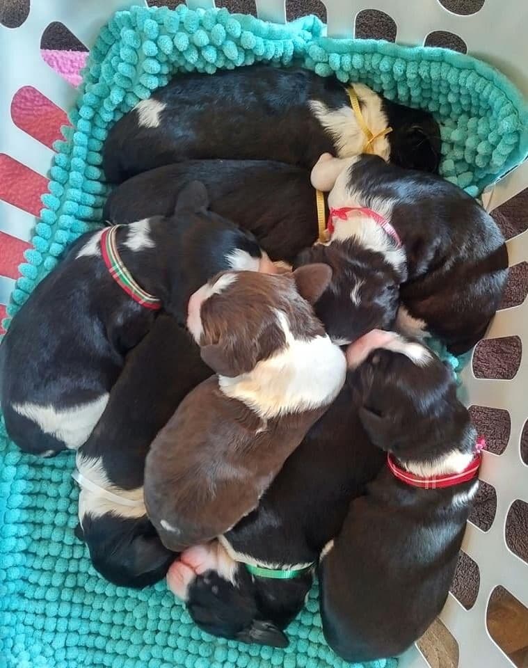 English Springer Spaniel Puppies breeder image 15