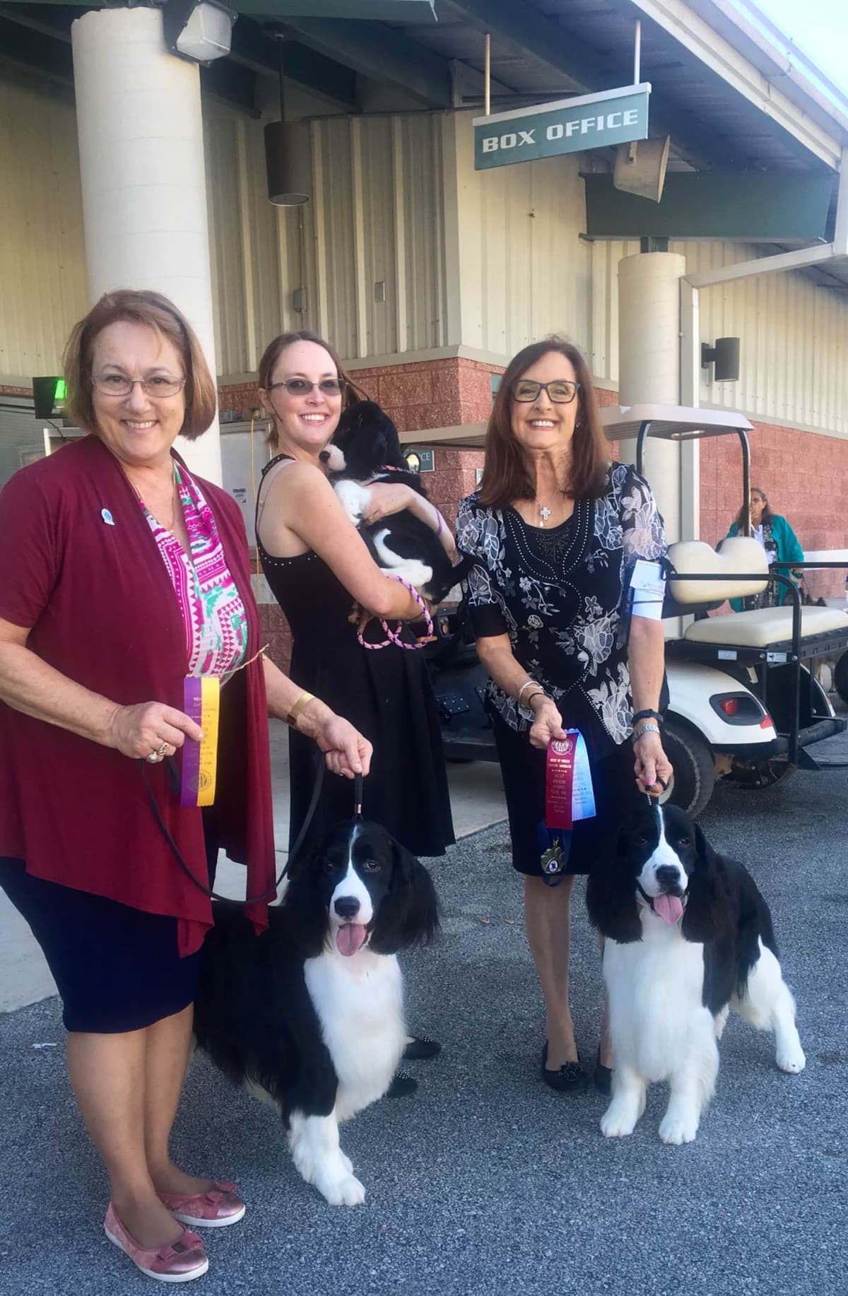 English Springer Spaniel Puppies breeder image 16