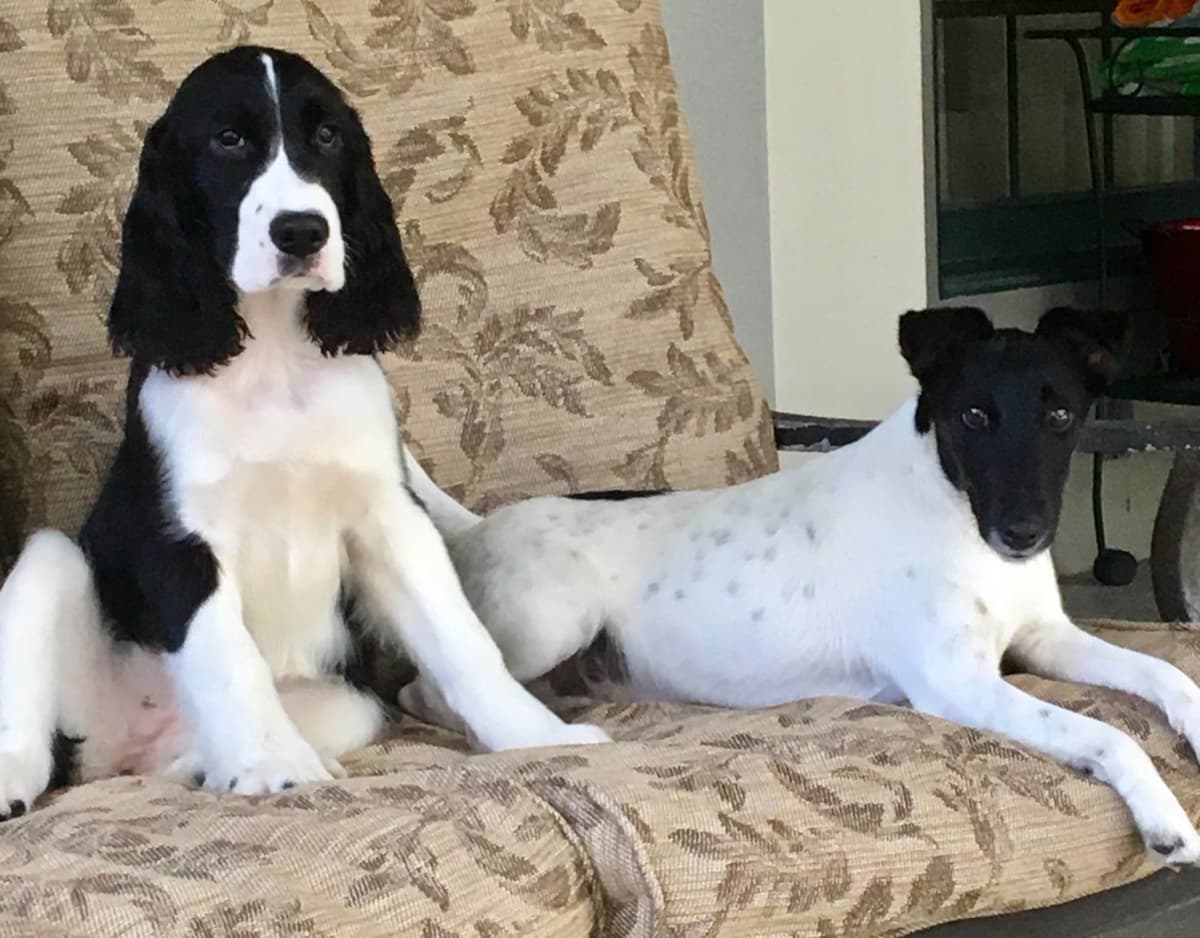 English Springer Spaniel Puppies breeder image 17