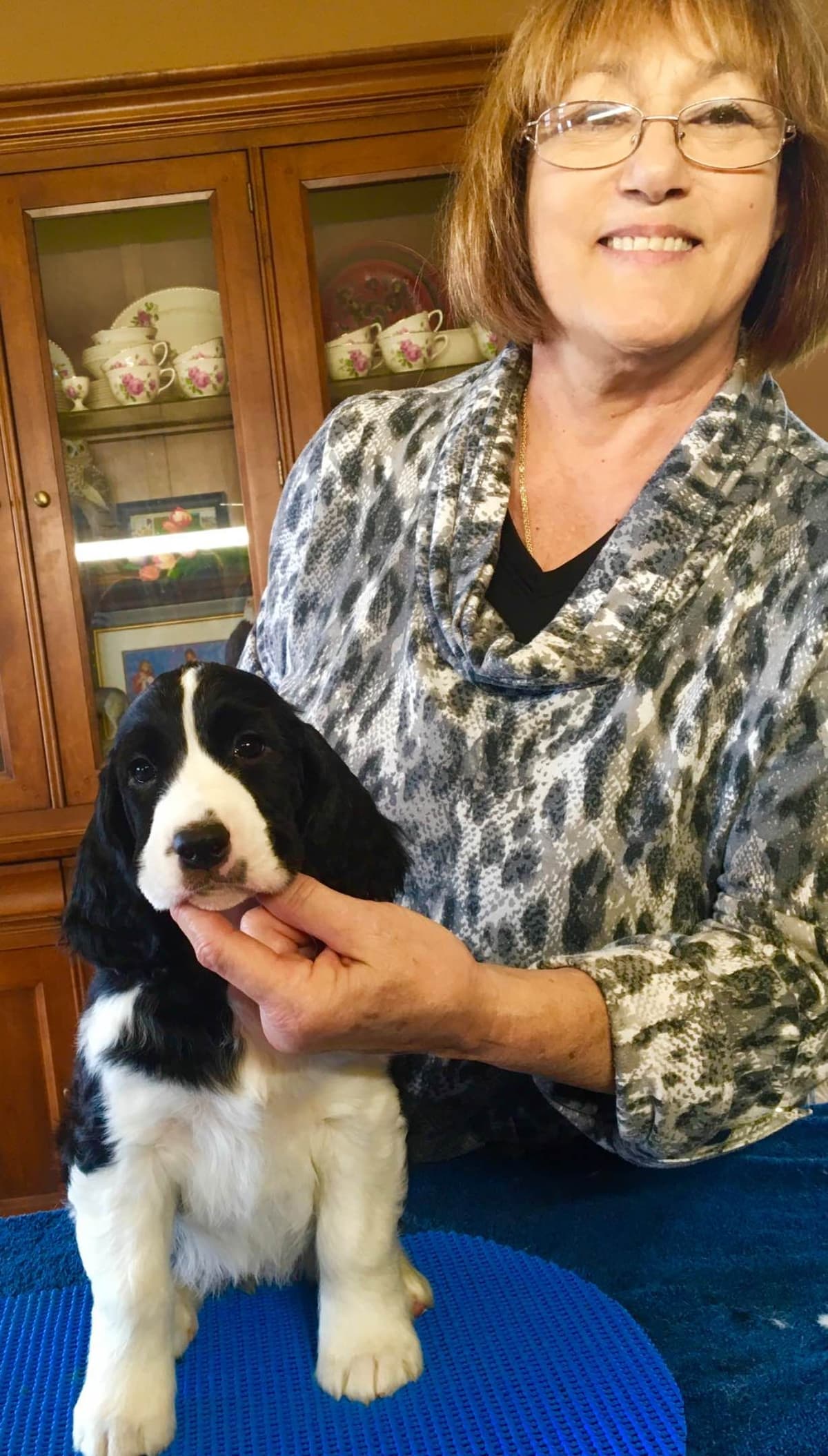 English Springer Spaniel Puppies breeder image 20