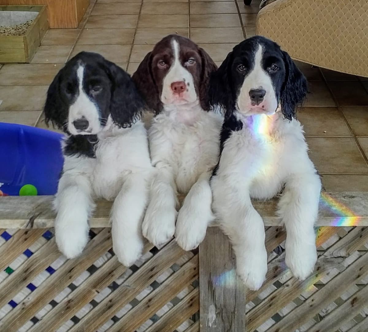 English Springer Spaniel Puppies breeder image 21