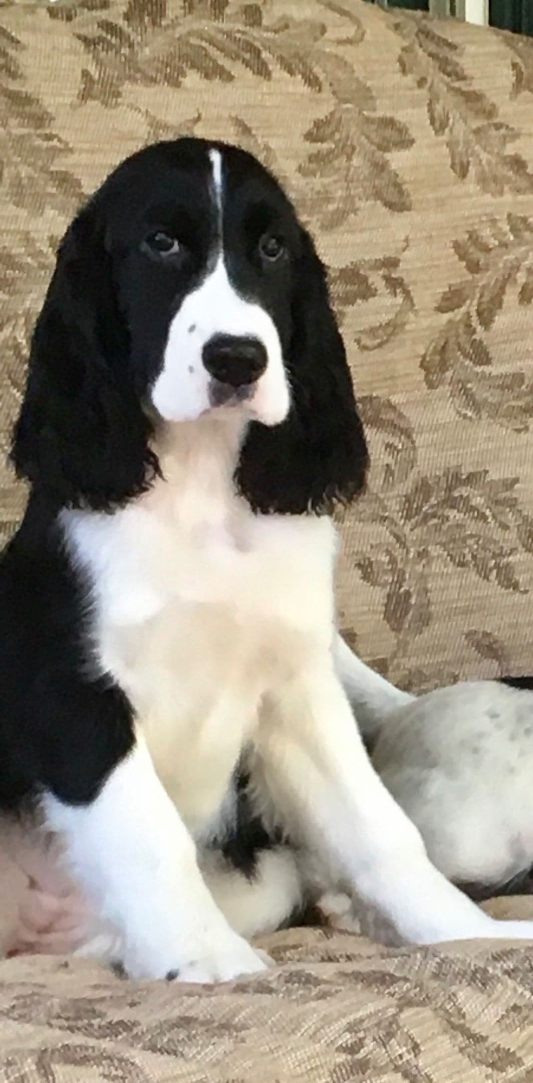 English Springer Spaniel Puppies breeder image 22