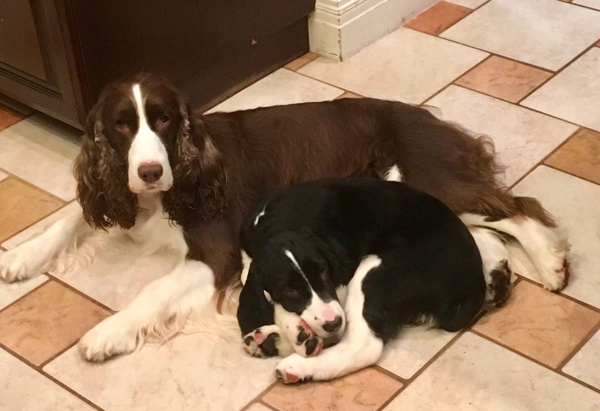 English Springer Spaniel Puppies breeder image 24