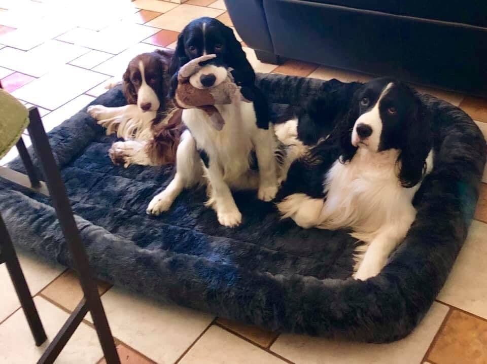 English Springer Spaniel Puppies breeder image 27