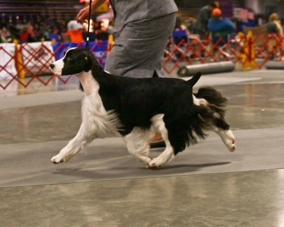 English Springer Spaniel Puppies breeder image 28