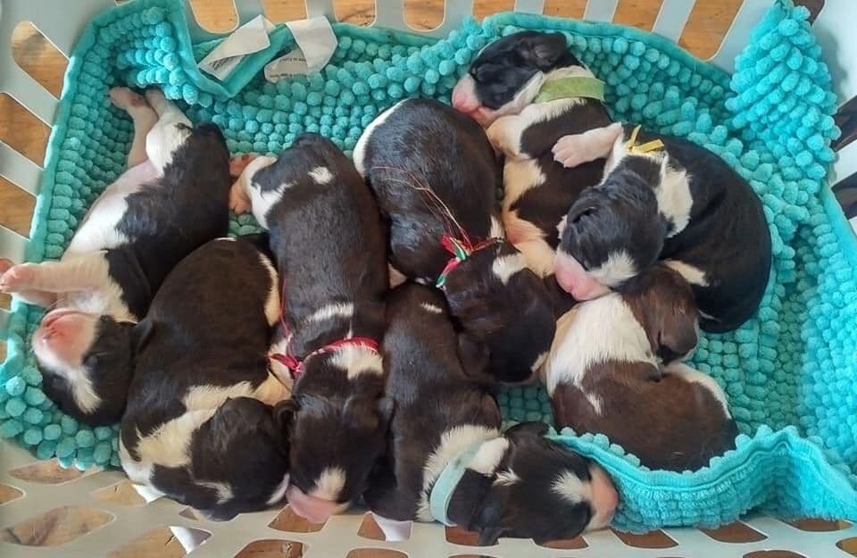 English Springer Spaniel Puppies breeder image 30