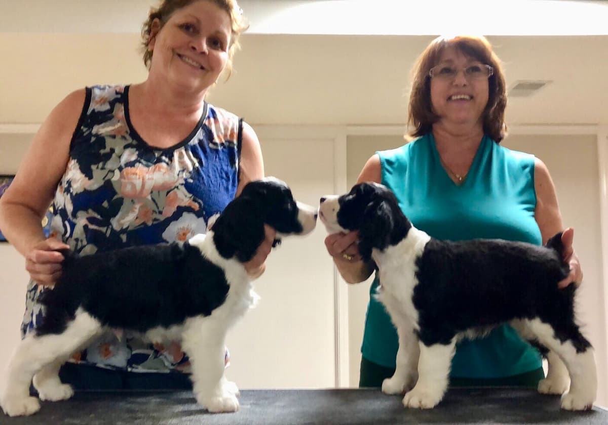 English Springer Spaniel Puppies breeder image 31