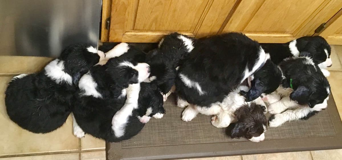 English Springer Spaniel Puppies breeder image 34