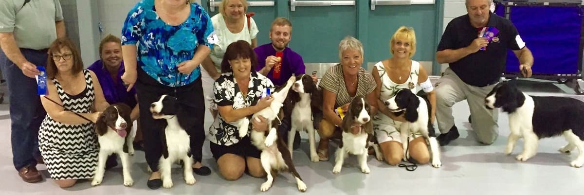 English Springer Spaniel Puppies breeder image 35