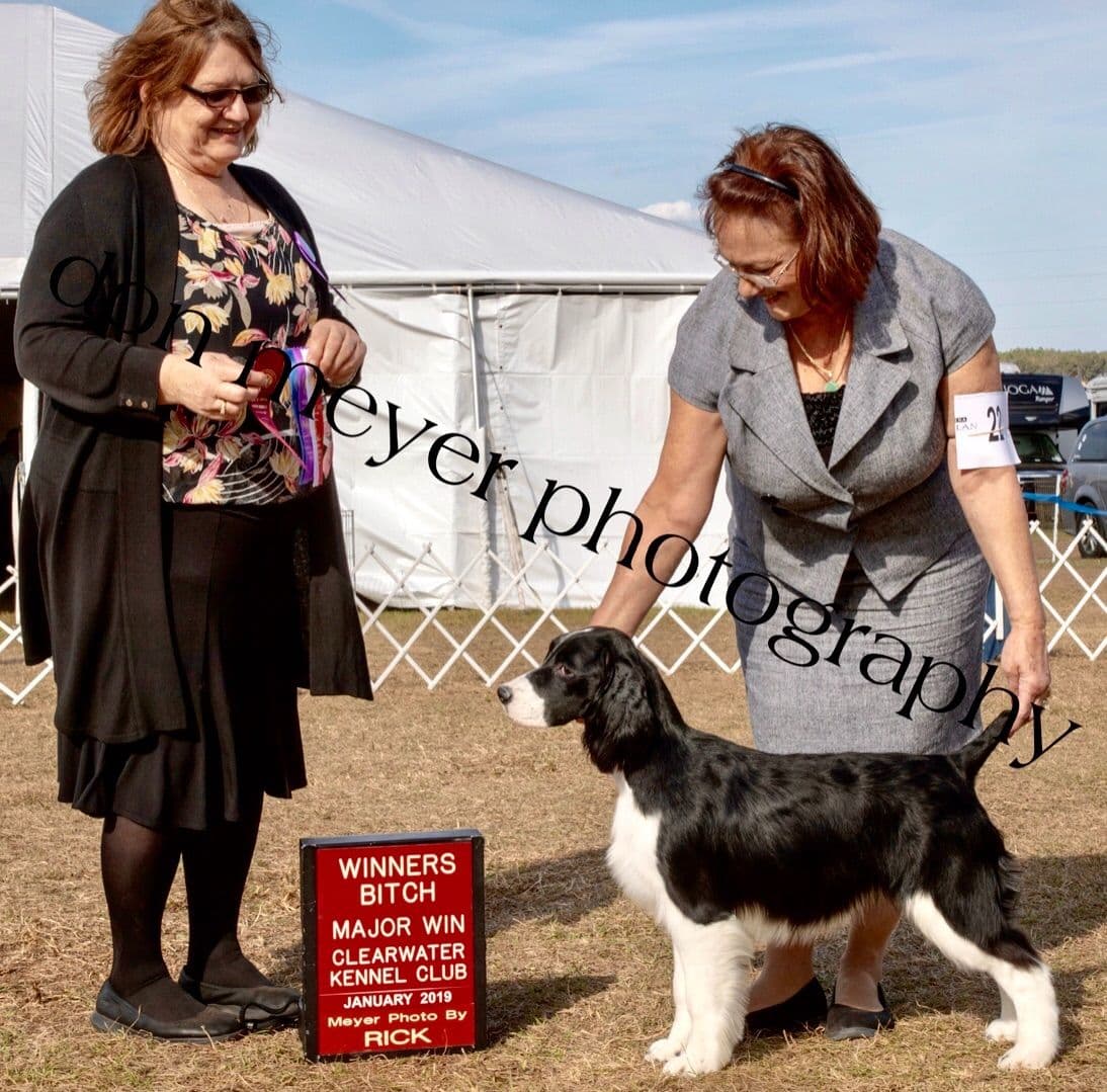 English Springer Spaniel Puppies breeder image 1