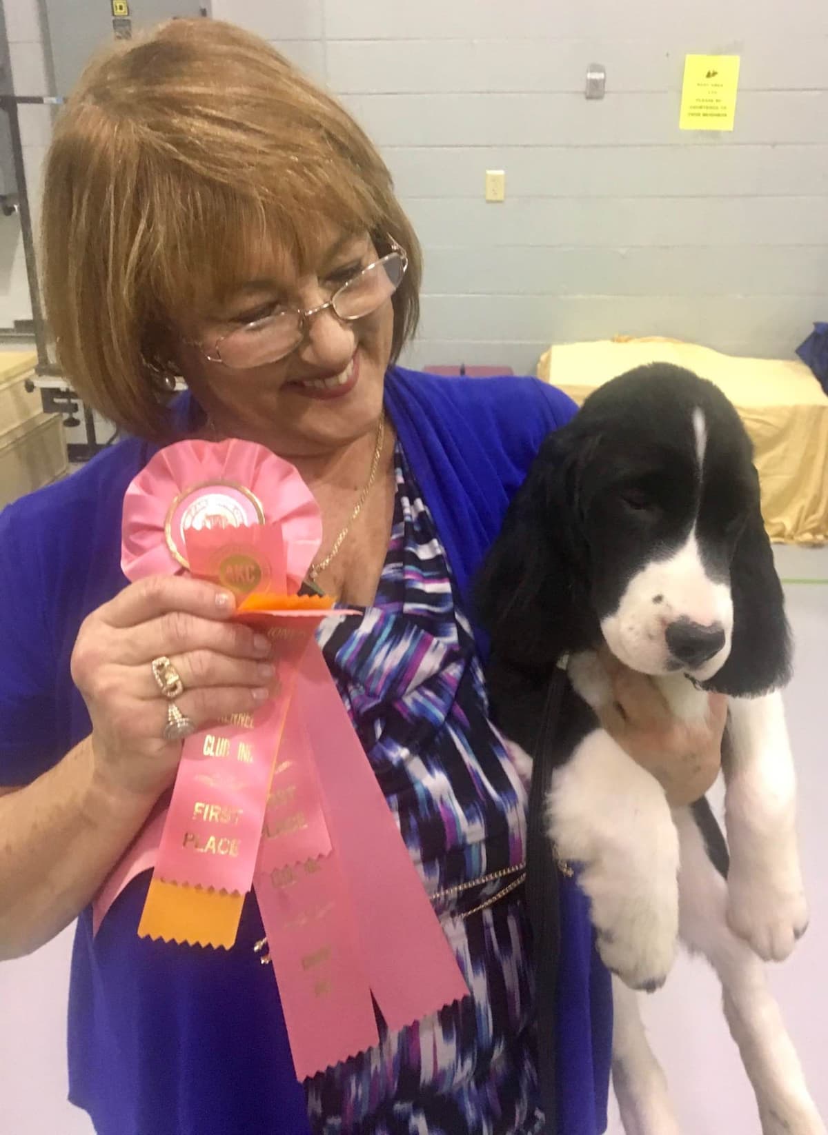 English Springer Spaniel Puppies breeder image 38