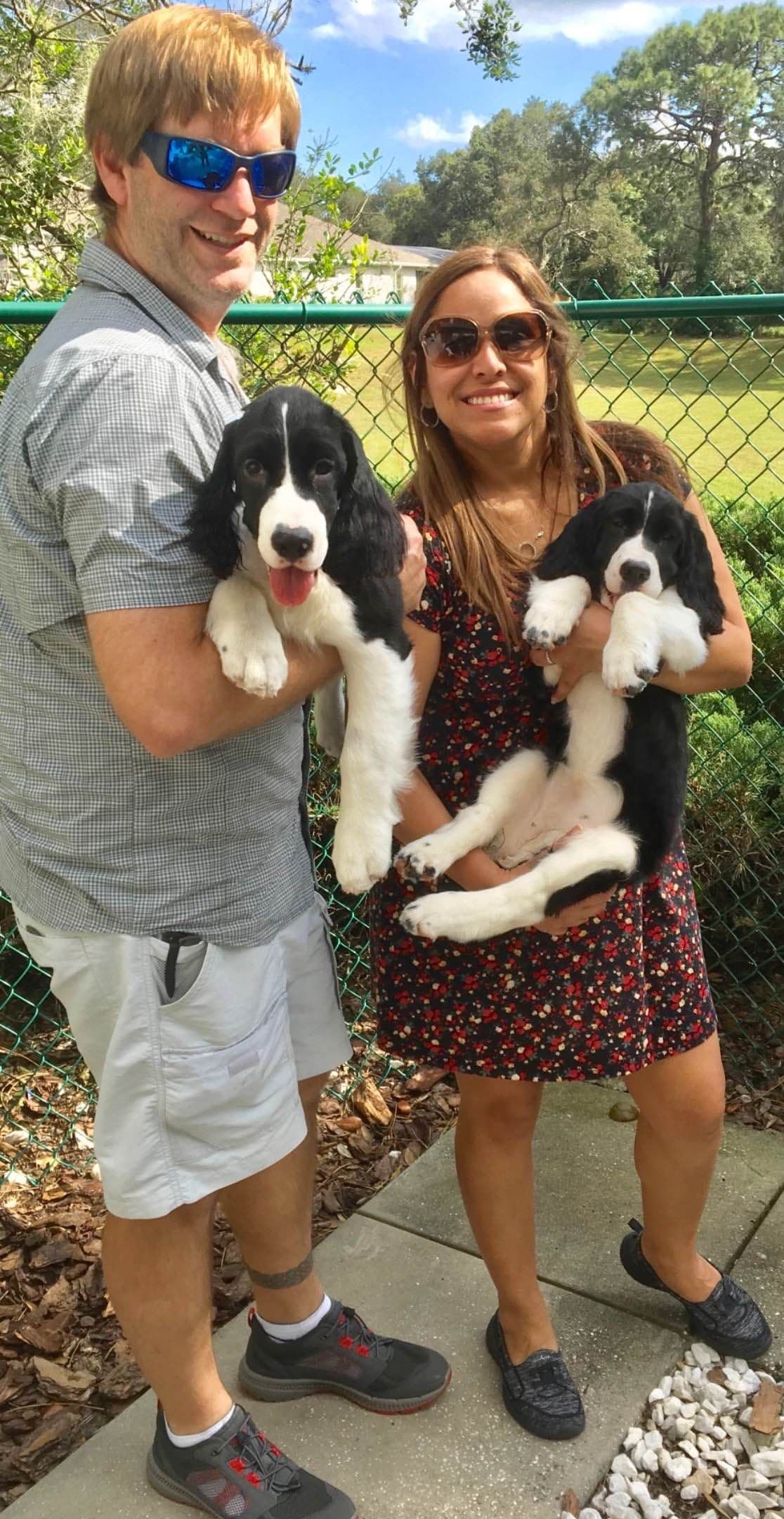 English Springer Spaniel Puppies breeder image 37