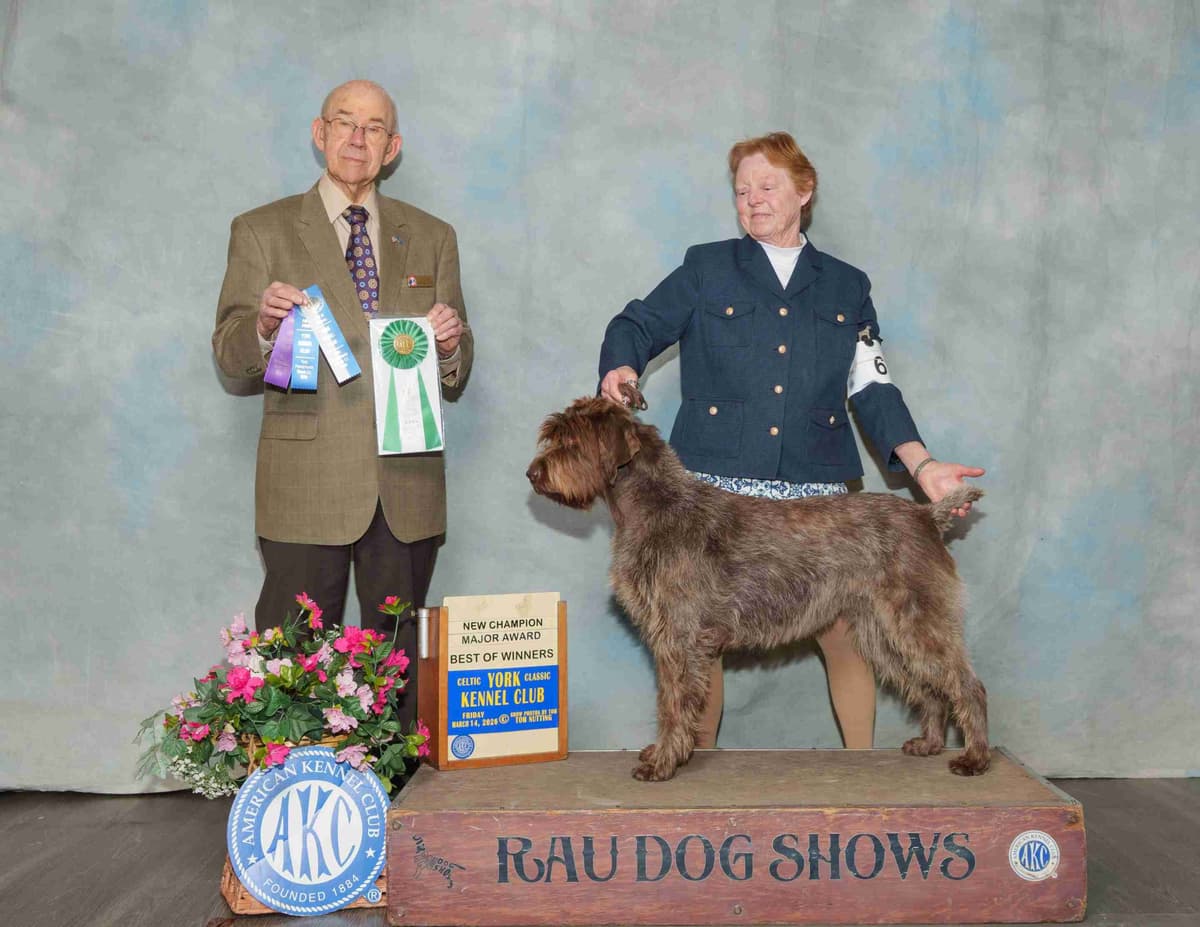 Wirehaired Pointing Griffon Puppies breeder image 1
