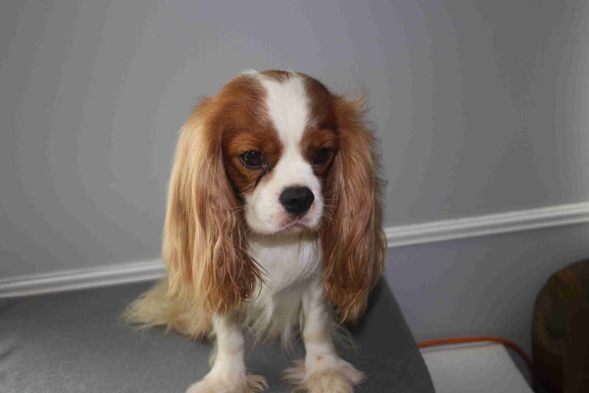 Cavalier King Charles Spaniel Puppies breeder image 1