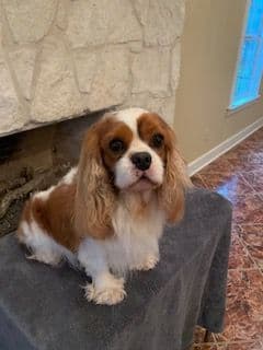 Cavalier King Charles Spaniel Puppies breeder image 3