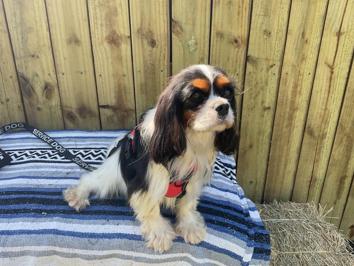 Cavalier King Charles Spaniel Puppies breeder image 4