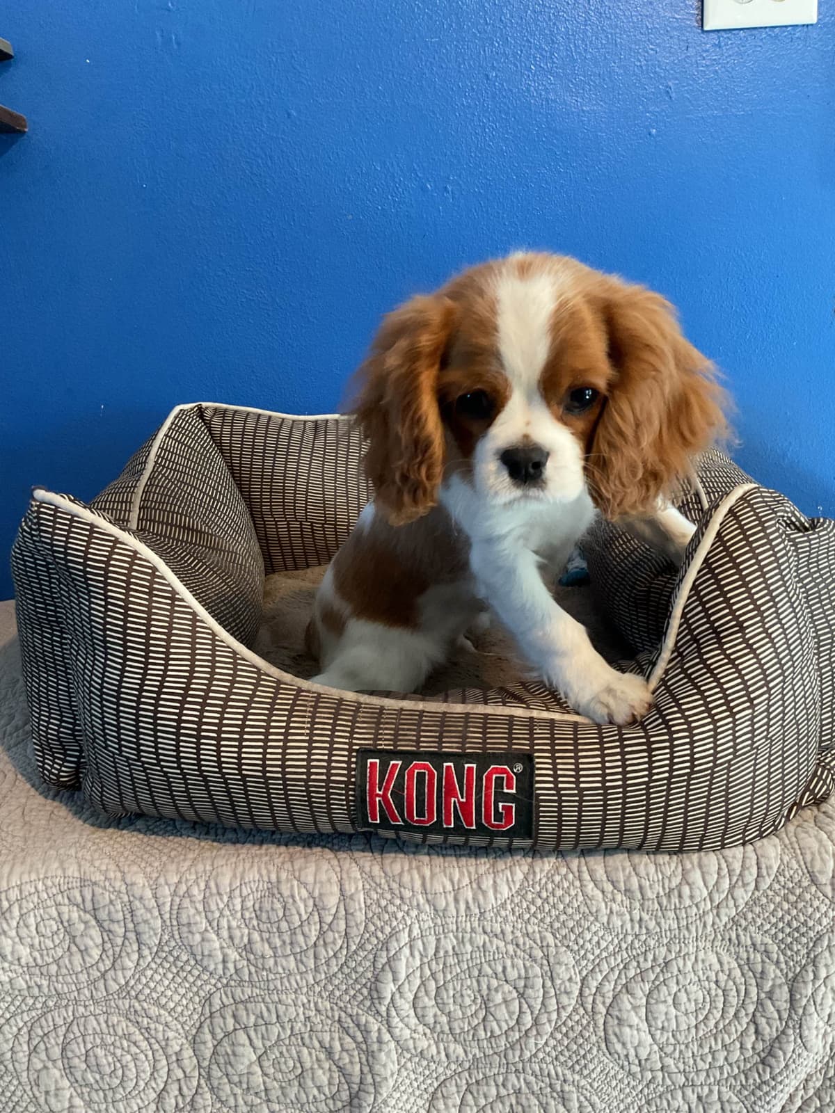 Cavalier King Charles Spaniel Puppies breeder image 5