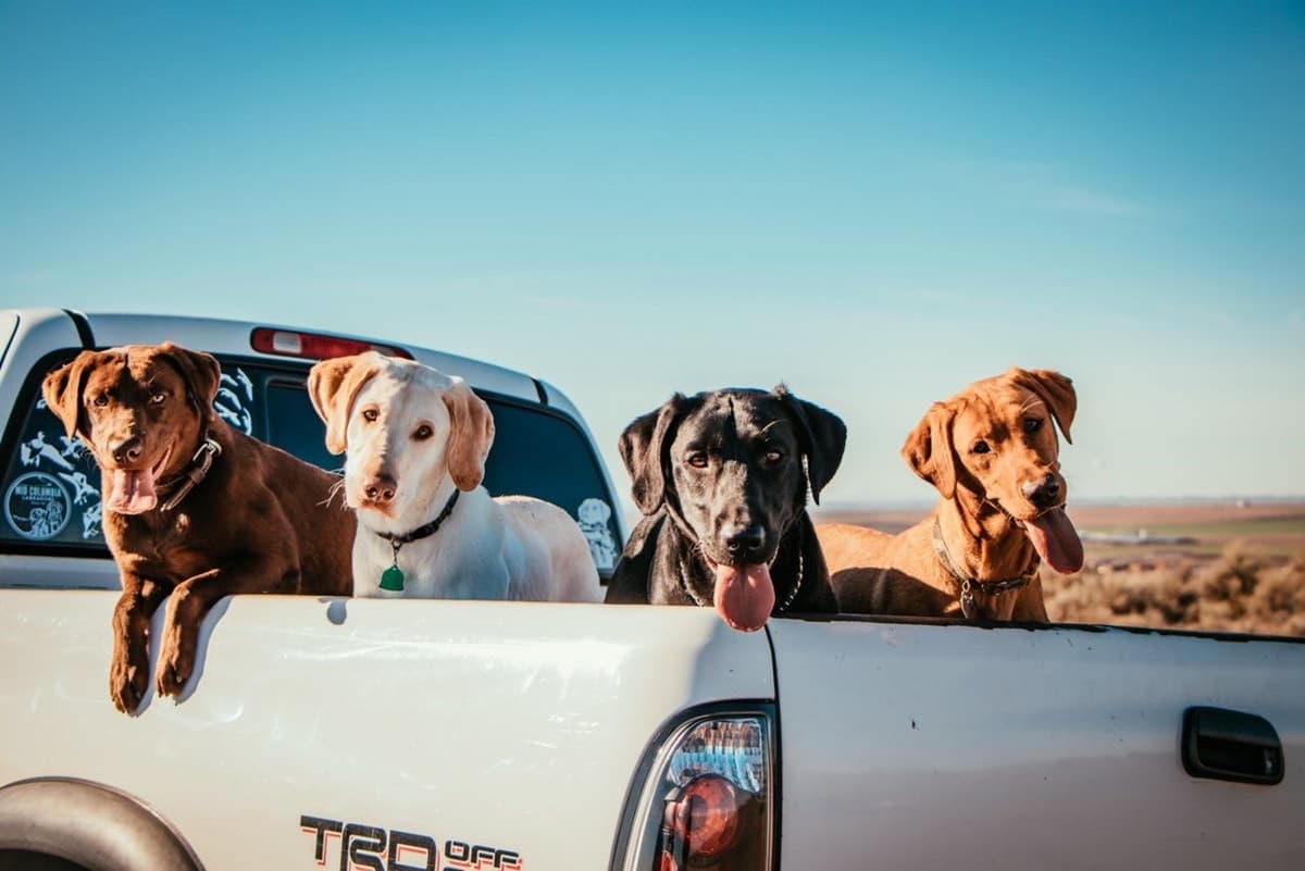 Labrador Retriever Puppies breeder image 1