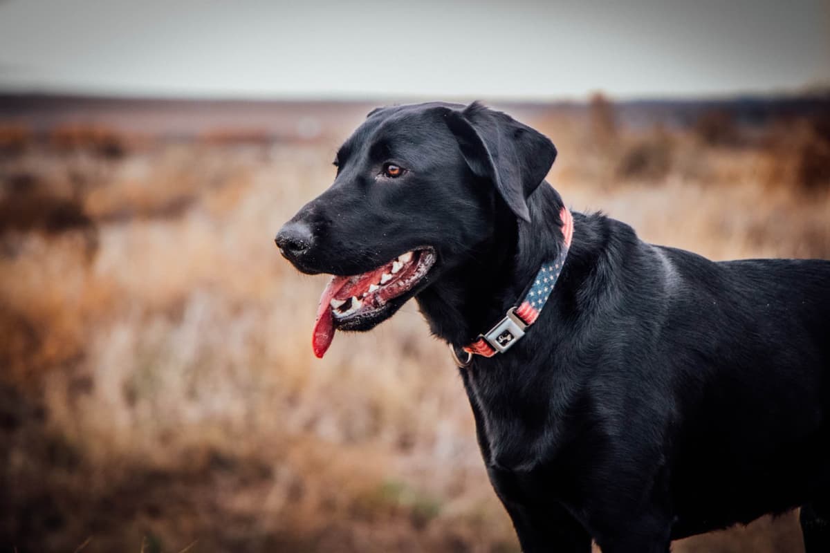 Labrador Retriever Puppies breeder image 4