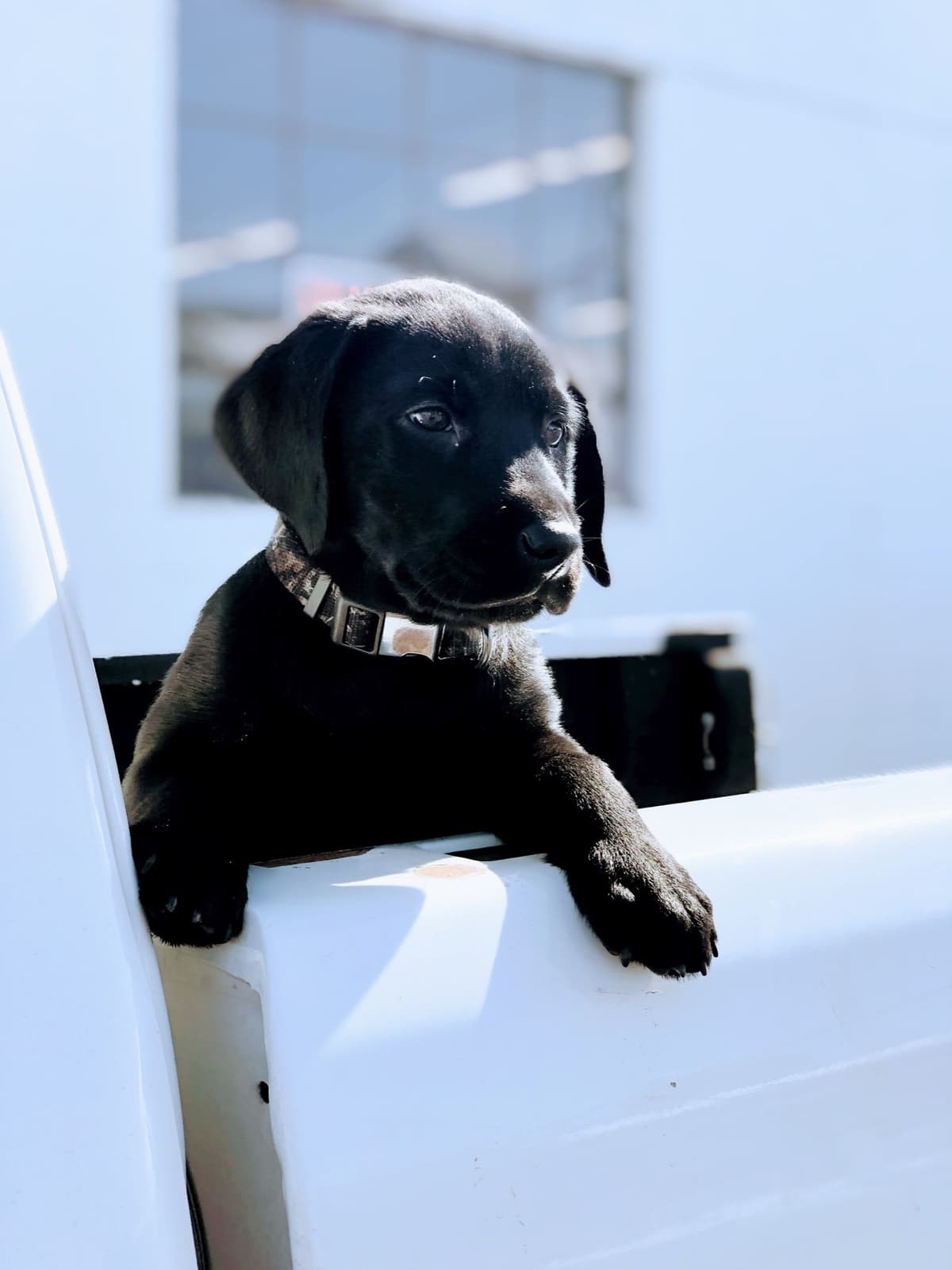 Labrador Retriever Puppies breeder image 5