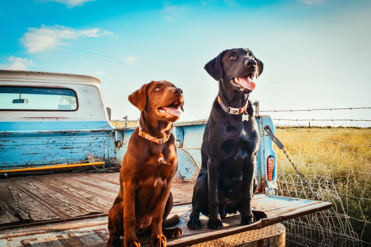 Labrador Retriever Puppies breeder image 6