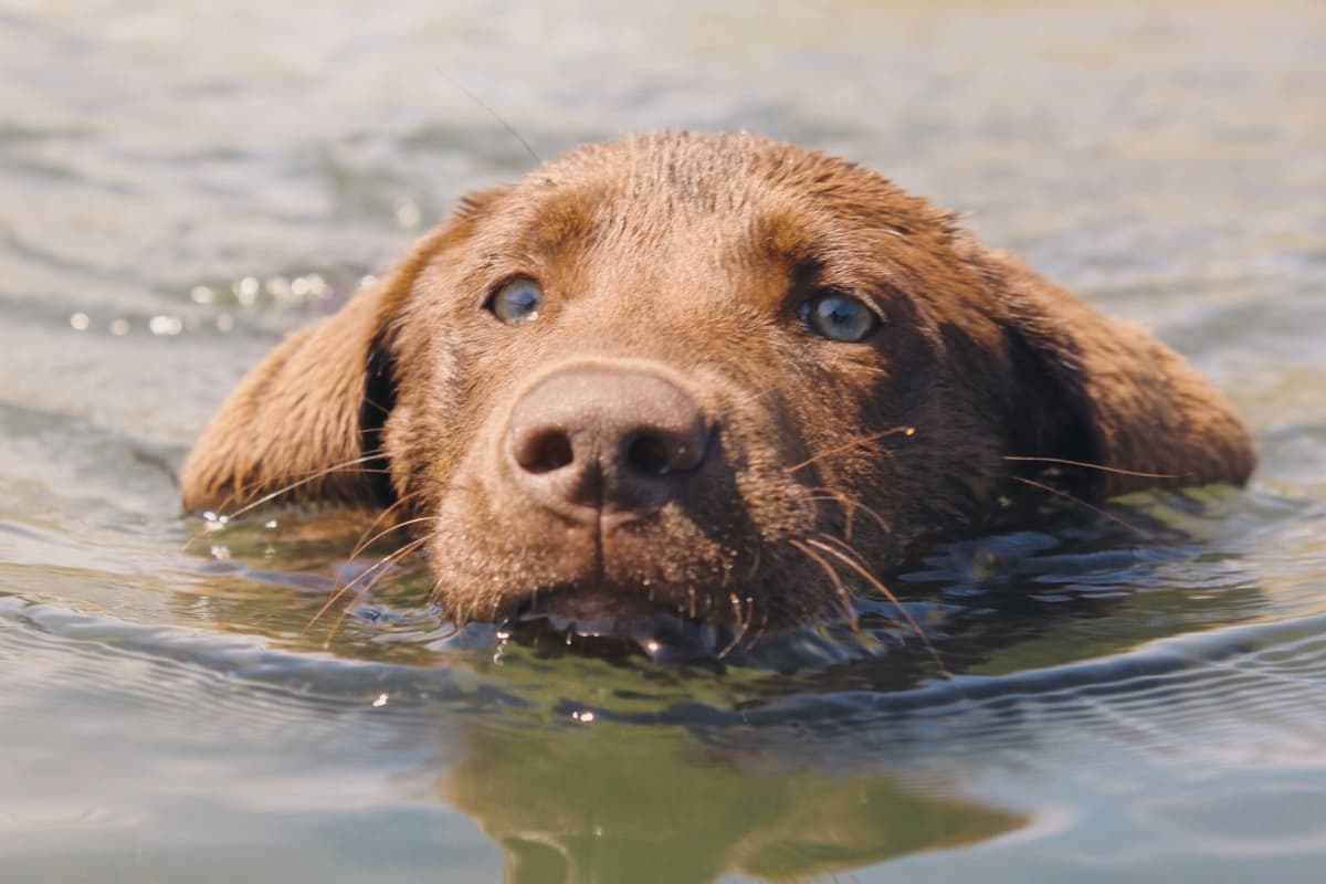 Labrador Retriever Puppies breeder image 7