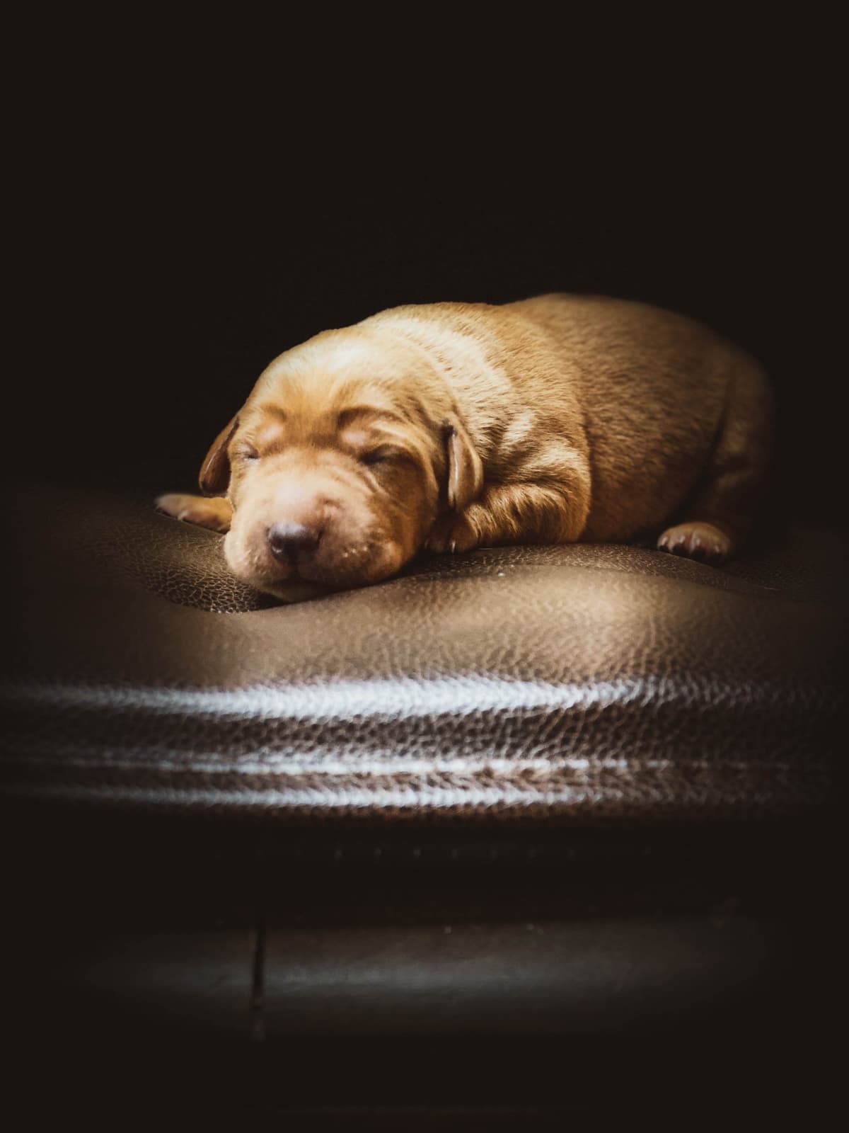 Labrador Retriever Puppies breeder image 8