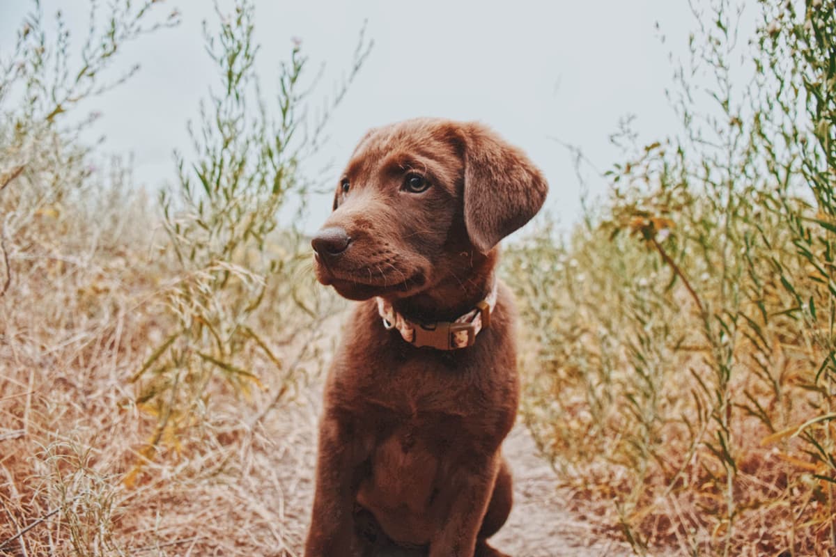 Labrador Retriever Puppies breeder image 9