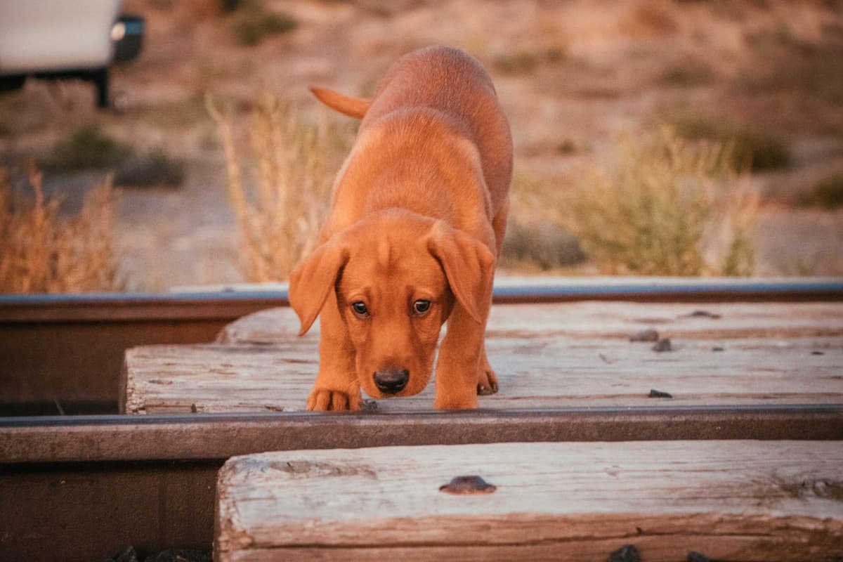 Labrador Retriever Puppies breeder image 10