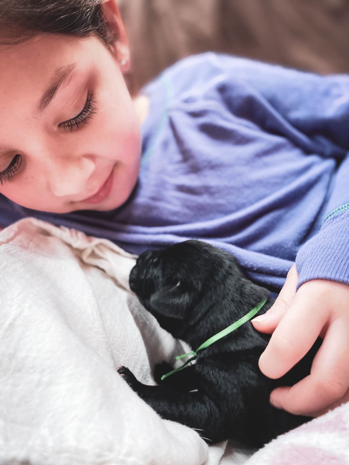 Labrador Retriever Puppies breeder image 16