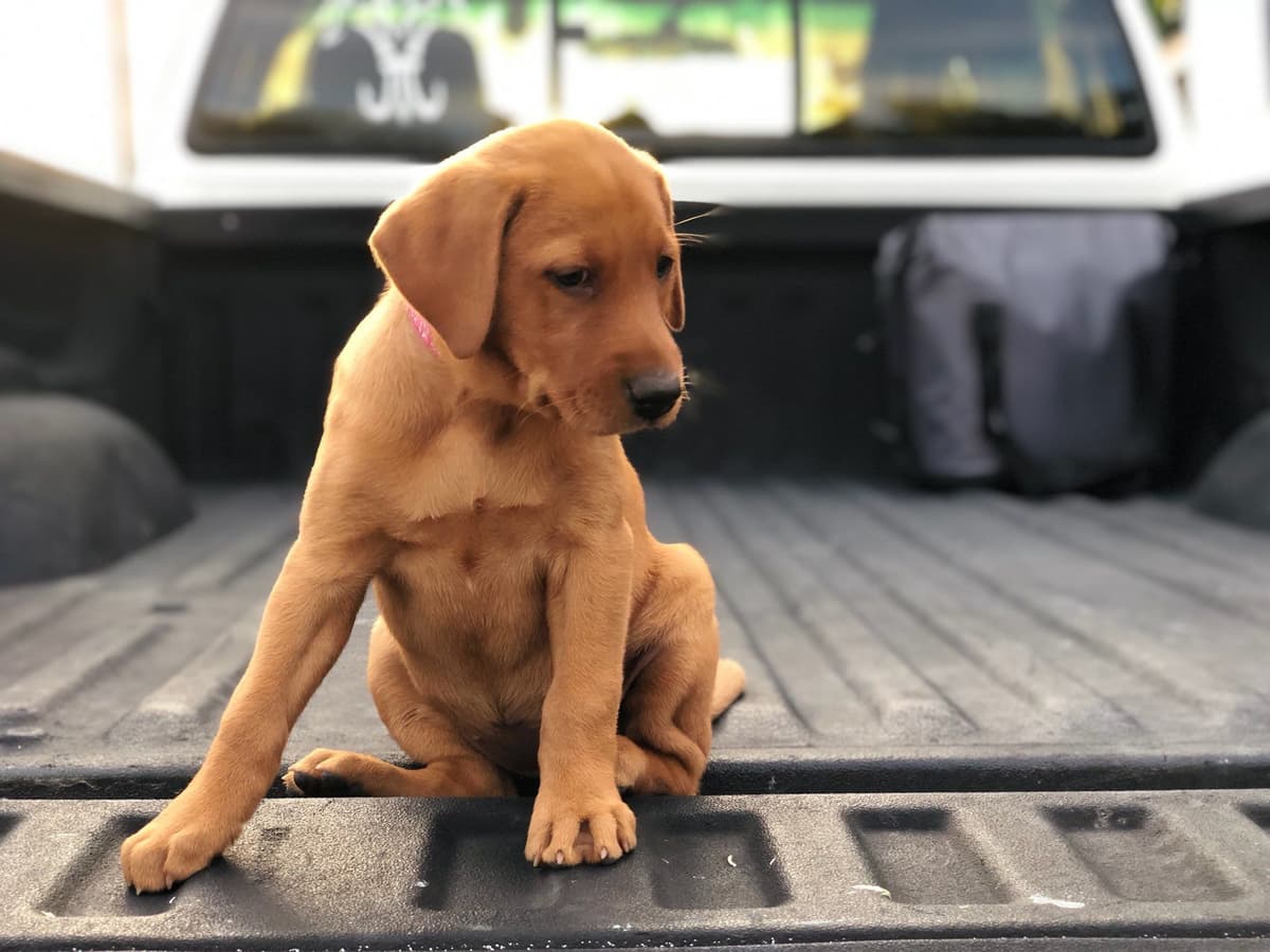 Labrador Retriever Puppies breeder image 15
