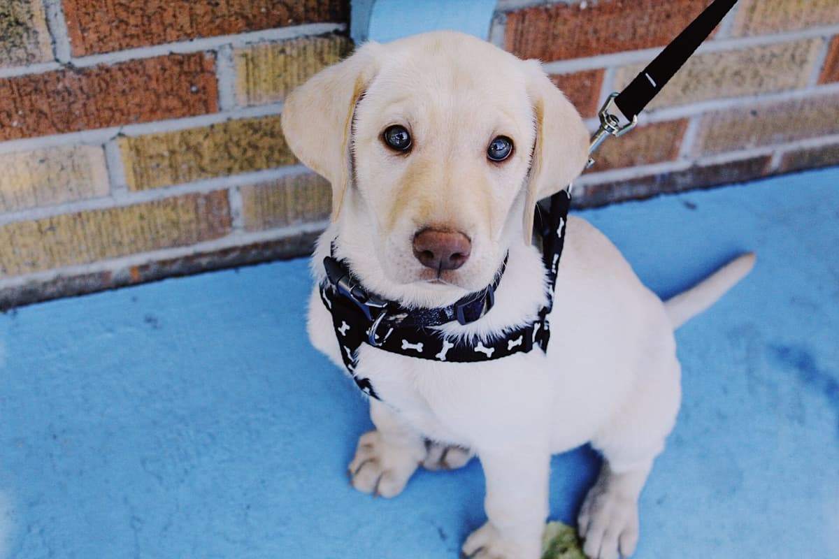 Labrador Retriever Puppies breeder image 17