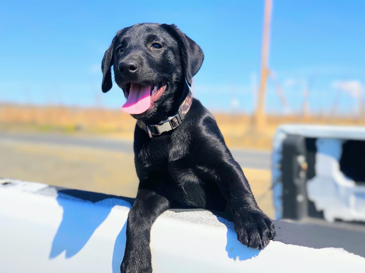 Labrador Retriever Puppies breeder image 18