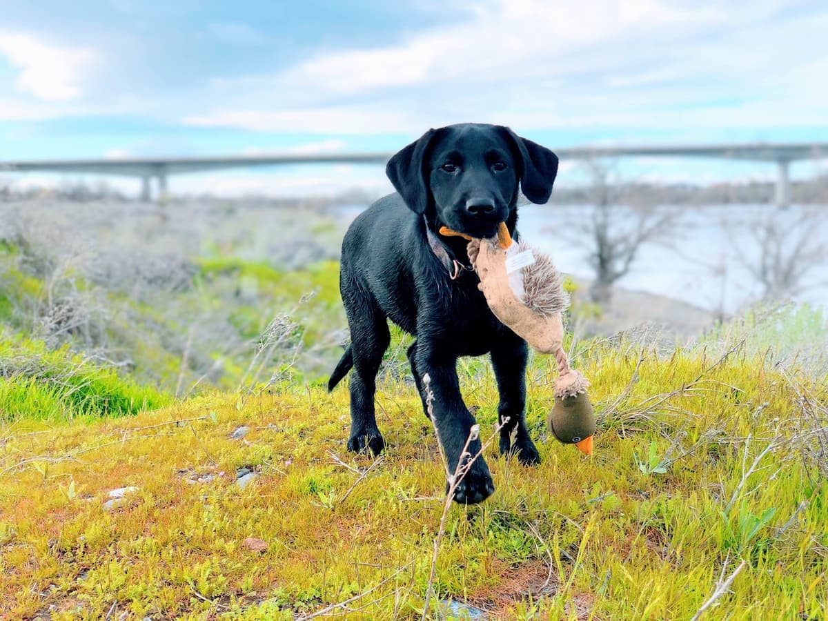 Labrador Retriever Puppies breeder image 19