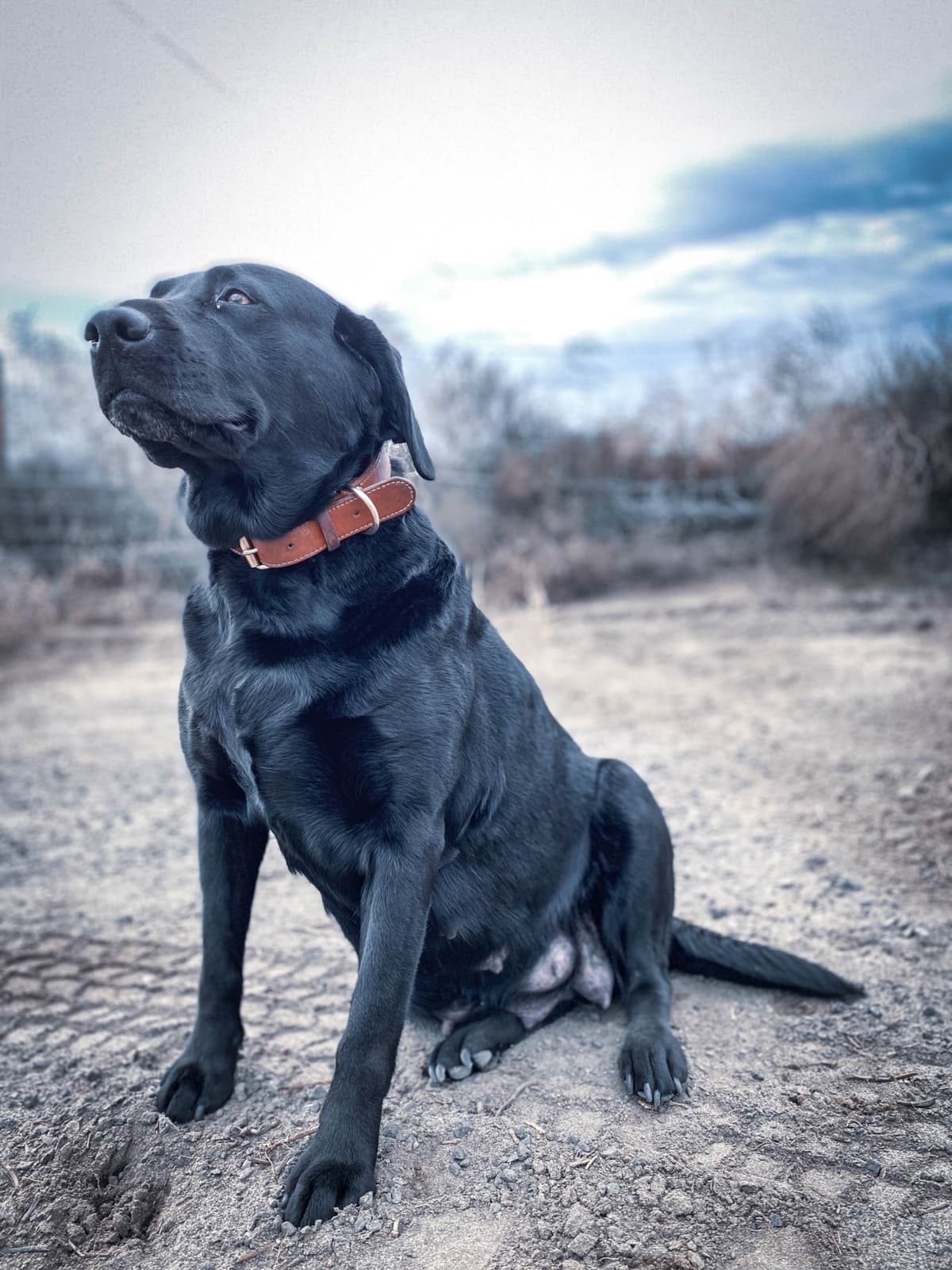 Labrador Retriever Puppies breeder image 28