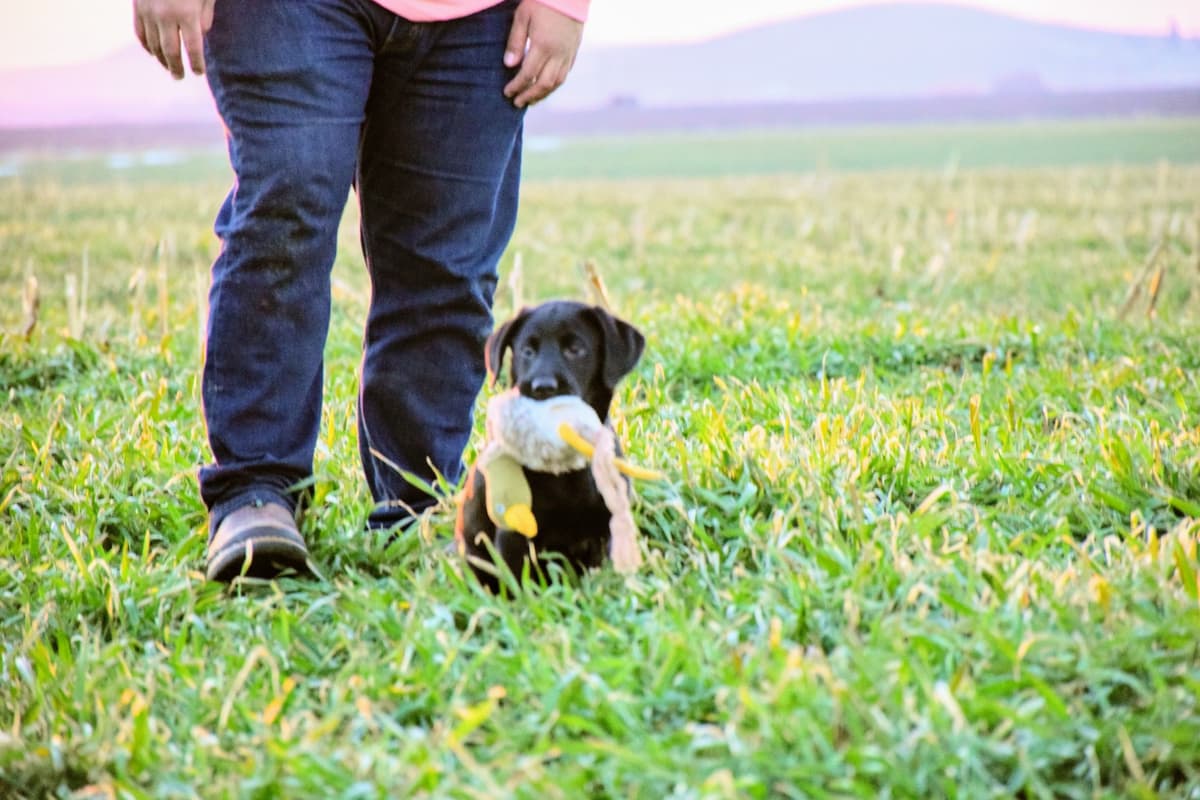 Labrador Retriever Puppies breeder image 26