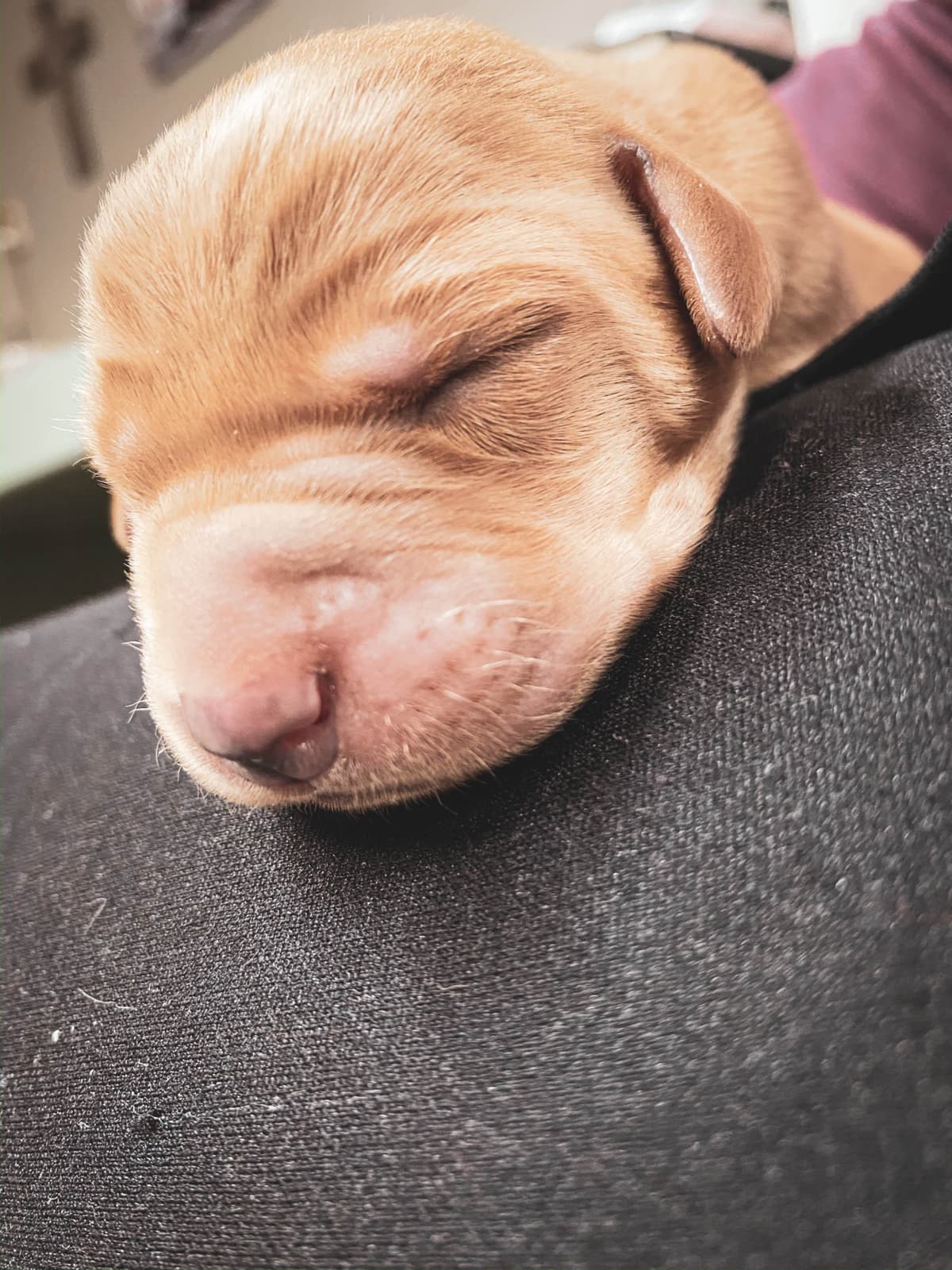 Labrador Retriever Puppies breeder image 27